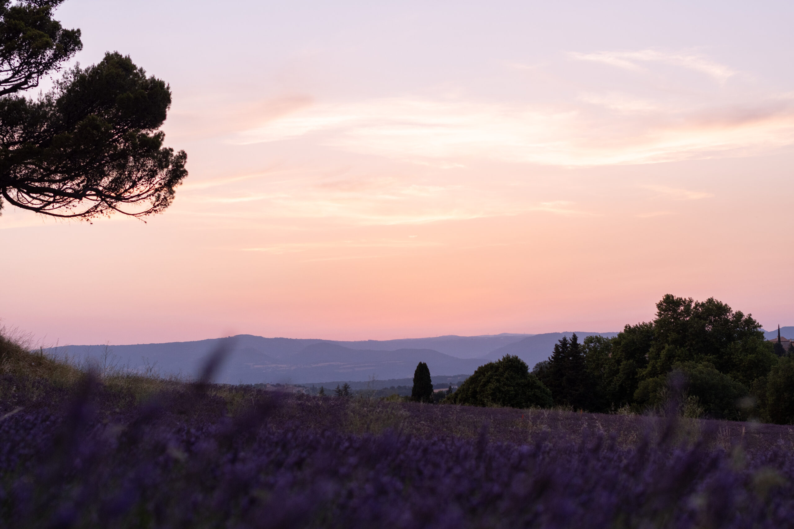 040725-photos-famille-lavande-Camille David-68